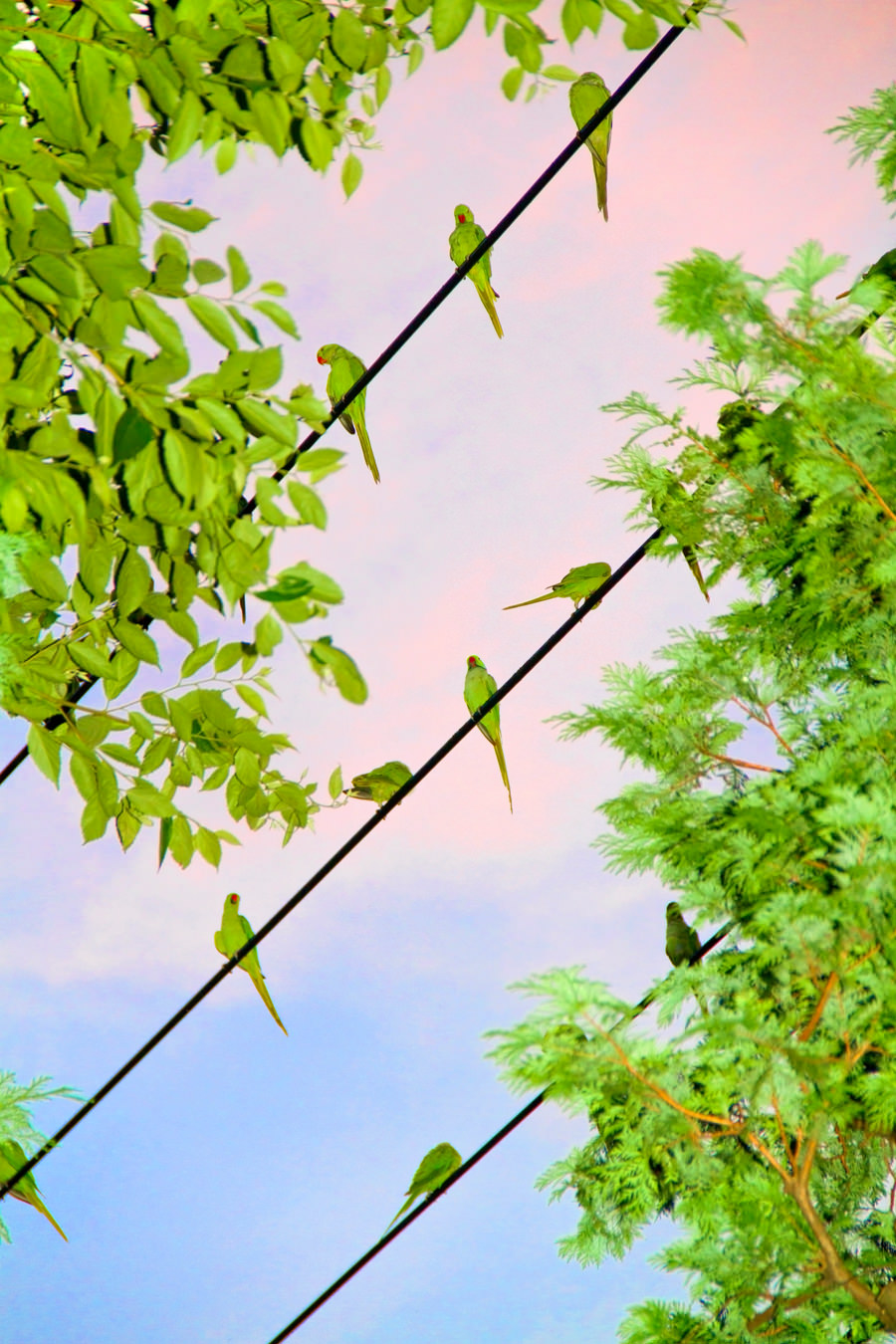 Yoshinori Mizutani, “Tokyo Parrots”, 2013, ©Yoshinori Mizutani